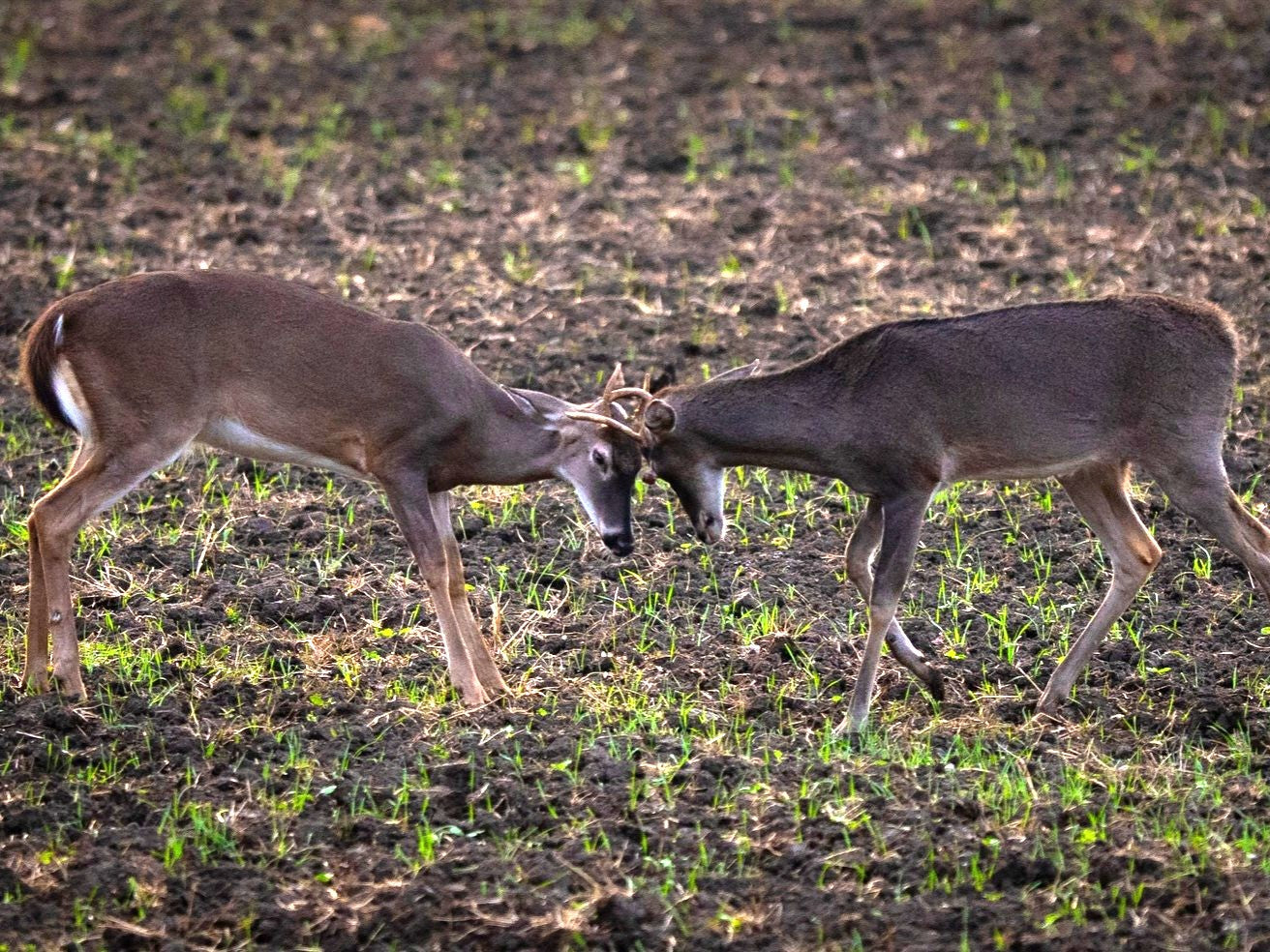 Doe Bleat or Buck Grunt? When to Use Each Deer