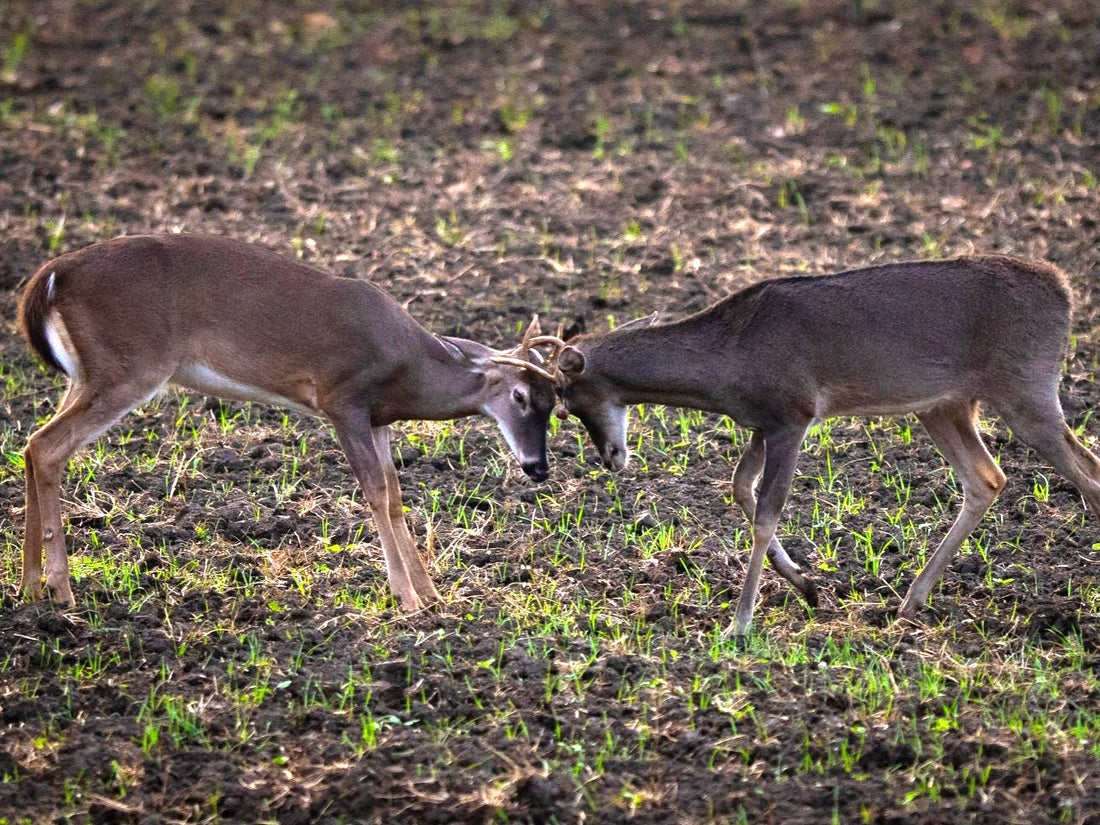 Doe Bleats vs Buck Grunts: When to Use Each and Why