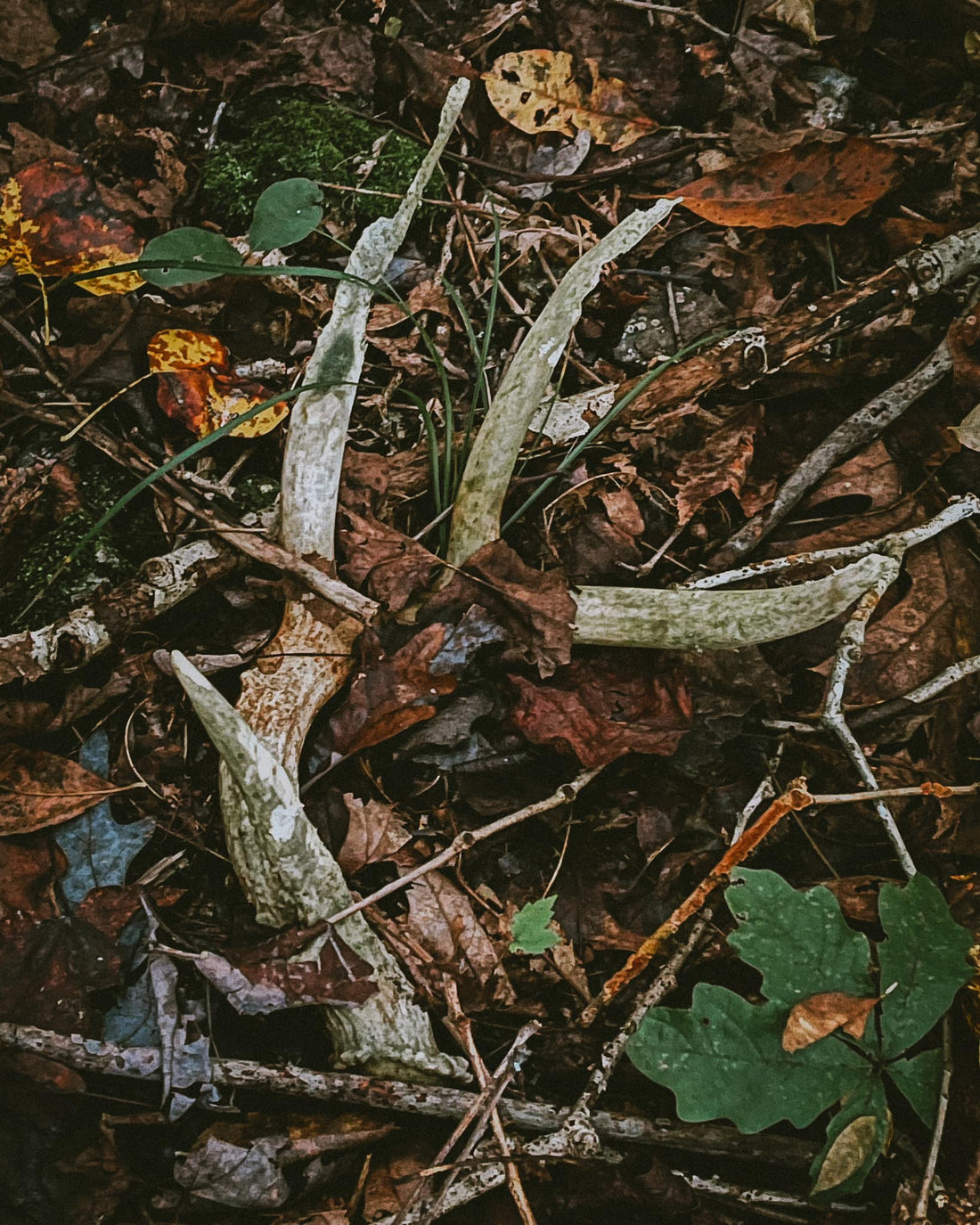 a broken bleached deer antler in the fall foliage of the Alabama woods