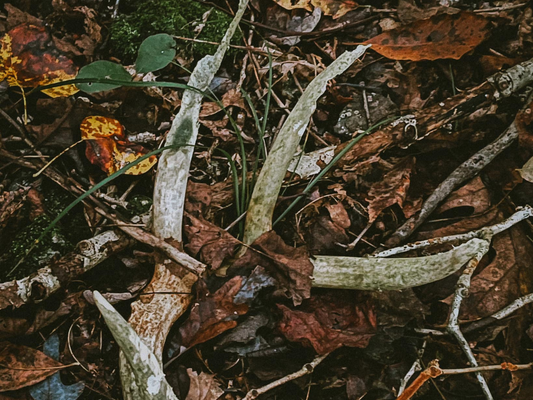 You Never Know What You’ll Find in the Woods