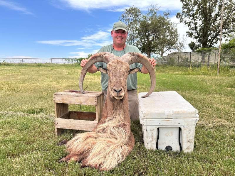 Chasing Sheep in West Texas: My 38-Inch Aoudad Ram