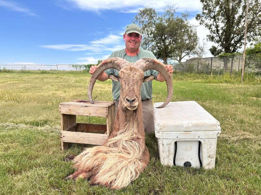 Chasing Sheep in West Texas: My 38-Inch Aoudad Ram